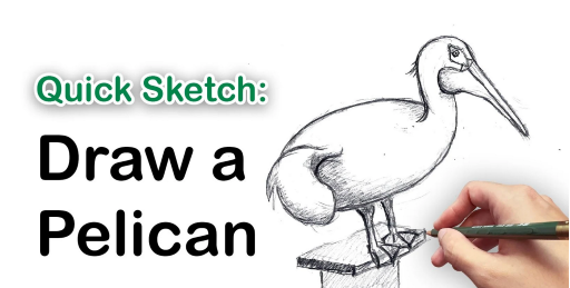 Quick Sketching Class: Learn to Draw a Pelican – Drawing for Beginners ...